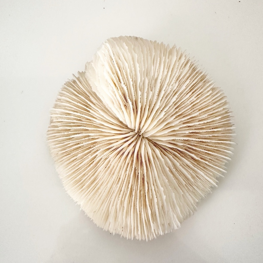 Mushroom Coral